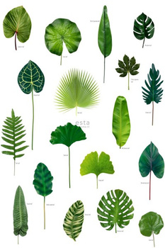 143-158831 - fototapeta Tropical Jungle Leaves Tropical Jungle Green House Esta Home