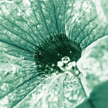 004_002 – fototapeta Taplab