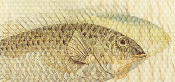 254_002 – fototapeta Taplab