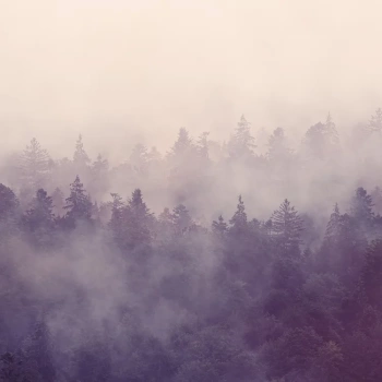 R16001 – fototapeta Fir Forest Rebel Walls