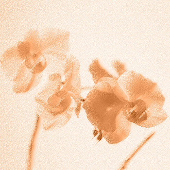 019_003 – fototapeta Taplab