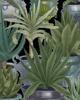 Tapeta Mind The Gap WP20163 ECHEVERIA