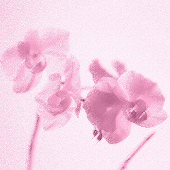 019_004 – fototapeta Taplab