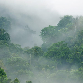 R15062 – fototapeta Misty Forest Rebel Walls