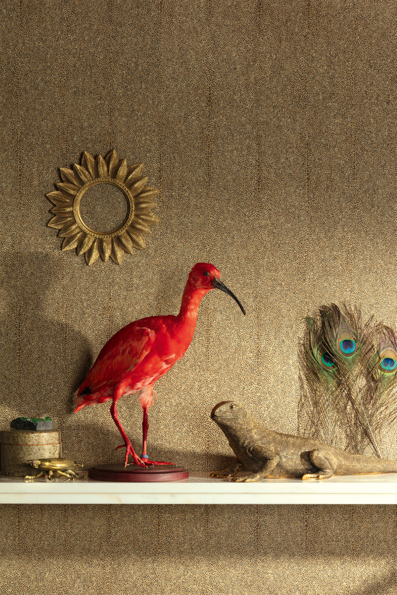 CAB904 – tapeta Iguana Cabinet Khroma – Khroma – zdjęcie produktu