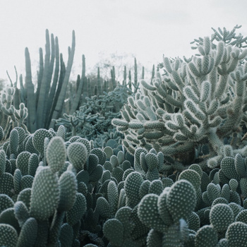 R15611 – fototapeta Cacti Rebel Walls