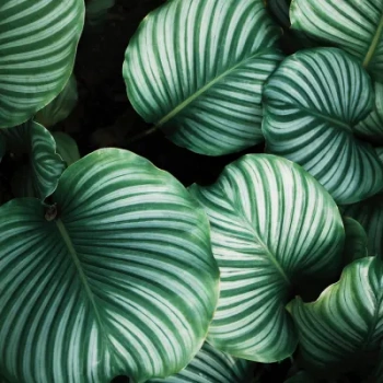 R15831 Beetle Valley - Fototapeta RebelWalls