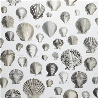 PJD6000/03 – tapeta Captain Thomas Brown's Shells Pearl Picture Book Wallpapers John Derian for Designers Guild