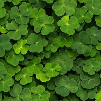 R15841 – fototapeta Clover Rebel Walls