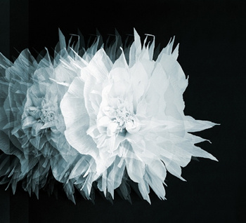 WDCI1502 – fototapeta Cinetica Contemporary 2015 Wall & Deco