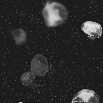 5800012 - tapeta Jellyfish Black Essentia 150/50 Coordonne