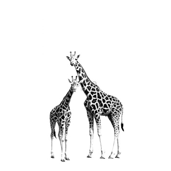 158701 - fototapeta Giraffes Everybody Bonjour Esta Home