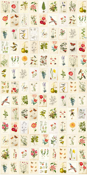 341086 – fototapeta Botanical Paper Pip Studio Eijffinger