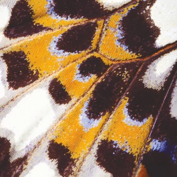 87313418  Mariposa S - panel Nicaragua