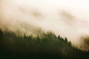 6500204 - panel Woods for forest Random Papers Coordonne