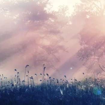 R15361 Pink Dawn - Fototapeta RebelWalls