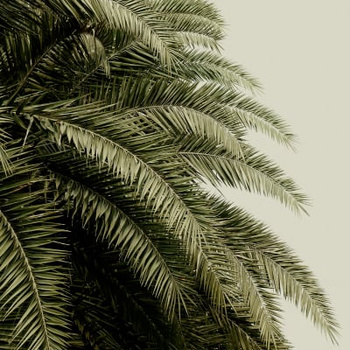 R14002 – fototapeta Leaf Love, Mirrored Rebel Walls