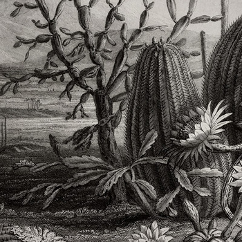 R15741 – fototapeta Cactus Garden Rebel Walls