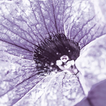 004_004 – fototapeta Taplab