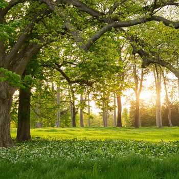 R15521 – fototapeta Verdant Rebel Walls