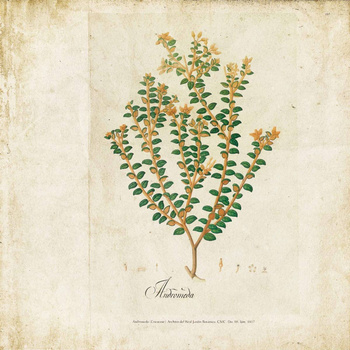 6500503 - panel Botanical drawing Random Papers Coordonne