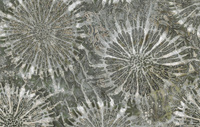zielony