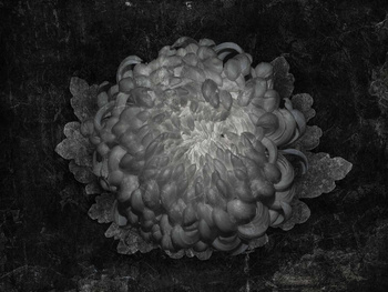 FOTOTAPETA GOTTI 570 32 2201 WALLCRAFT