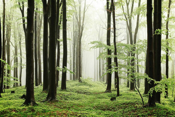 6500208 - panel Woods summer path Random Papers Coordonne