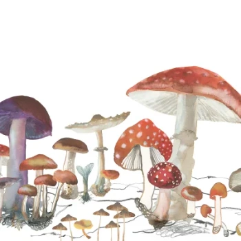 R14481 – fototapeta Woods of Wonder Rebel Walls