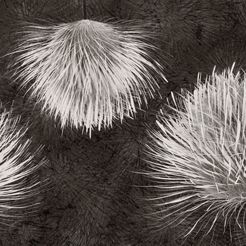 Tapeta Inkiostro Bianco CARDUUS INKUDAR2202