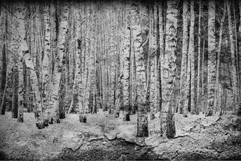 6500201 - panel Broken forest Black Random Papers Coordonne