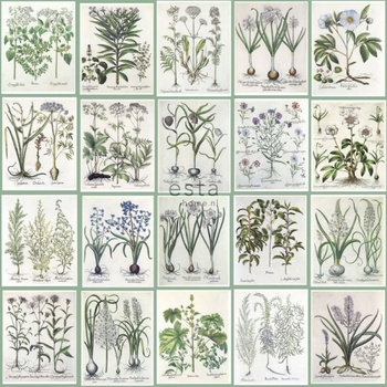 143-158826 - fototapeta Xxl Pages Of A Botanical Book Green House Esta Home
