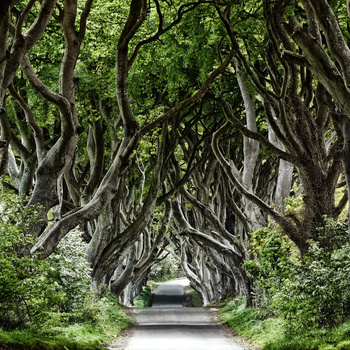 R15251 – fototapeta Magical Alley Rebel Walls