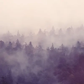 R16001 Fir Forest - Fototapeta RebelWalls