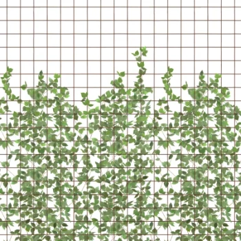 R13993 – fototapeta Climbing Clorofyl Rebel Walls