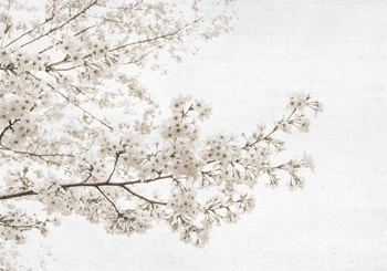 6500305 - panel Blossom almond tree Grey Random Papers Coordonne