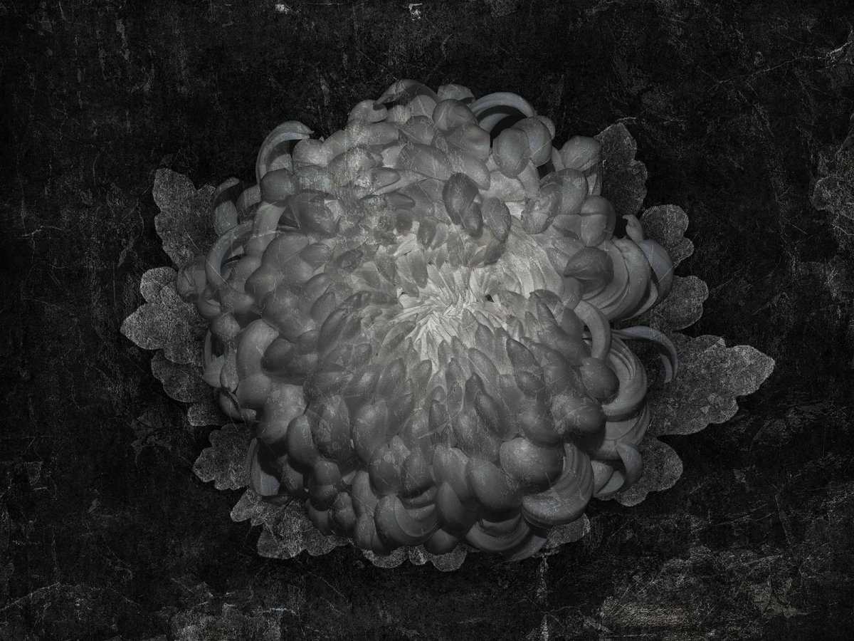 FOTOTAPETA GOTTI 570 32 2201 WALLCRAFT – ciemna fototapeta z dużym kwiatem na tle o fakturze betonu