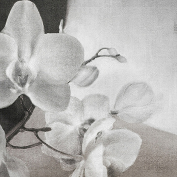 WDLY2002 – fototapeta Lyric Contemporary 2020 Wall & Deco