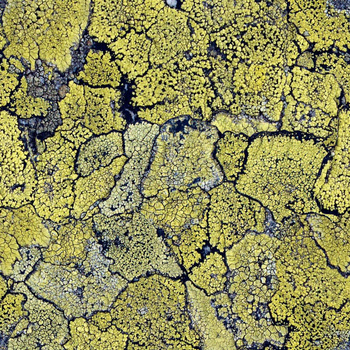 5800063 - tapeta Liquen Original Essentia 150/50 Coordonne