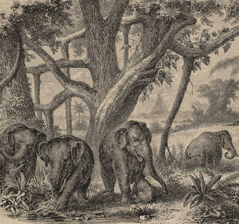 6500506 - panel Elephants Random Papers Coordonne