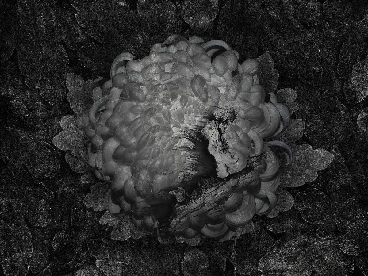 Fototapeta GOTTI 570 31 2201 WALLCRAFT - zbliżenie wzoru