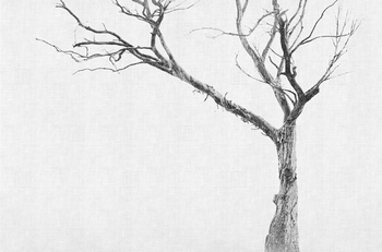 13BR-06 - fototapeta Brambles LondonArt