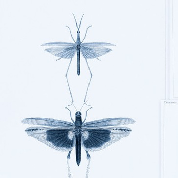 Tapeta Mind The Gap WP20235 ENTOMOLOGY BLUE